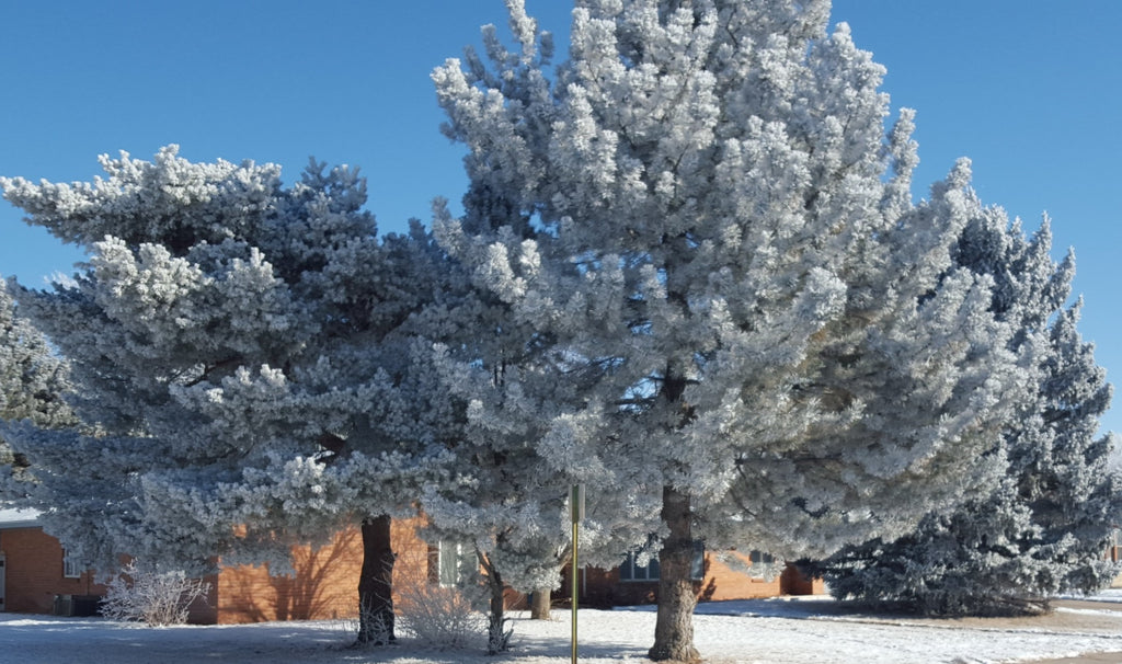 Colorado's March Snow & Rideau Organics Launch